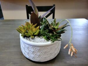 how to propagate succulents