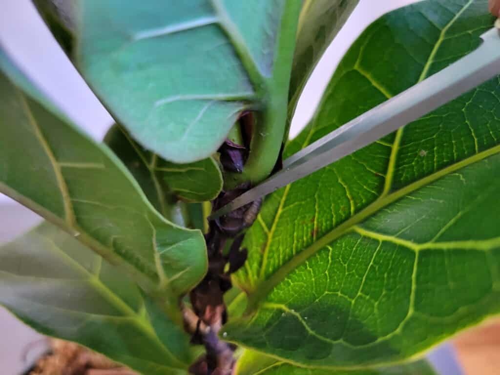 making cuts fiddle leaf fig