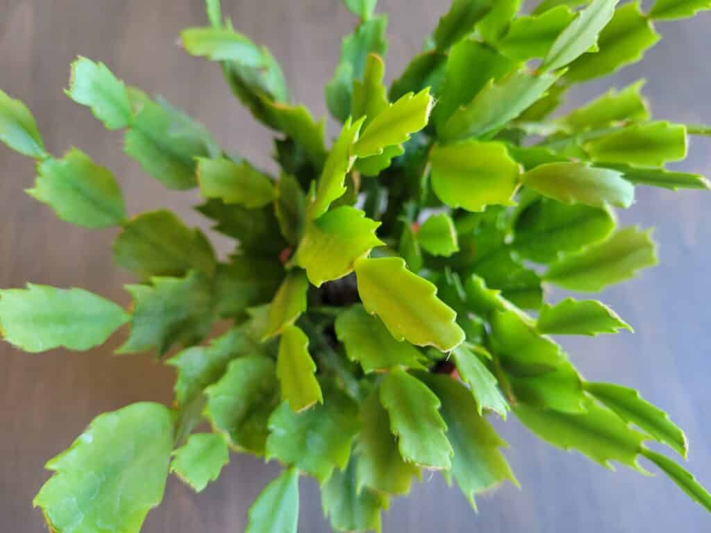 How to Propagate Christmas Cactus StepByStep (With Pictures)
