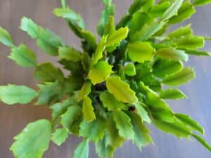 propagating christmas cactus