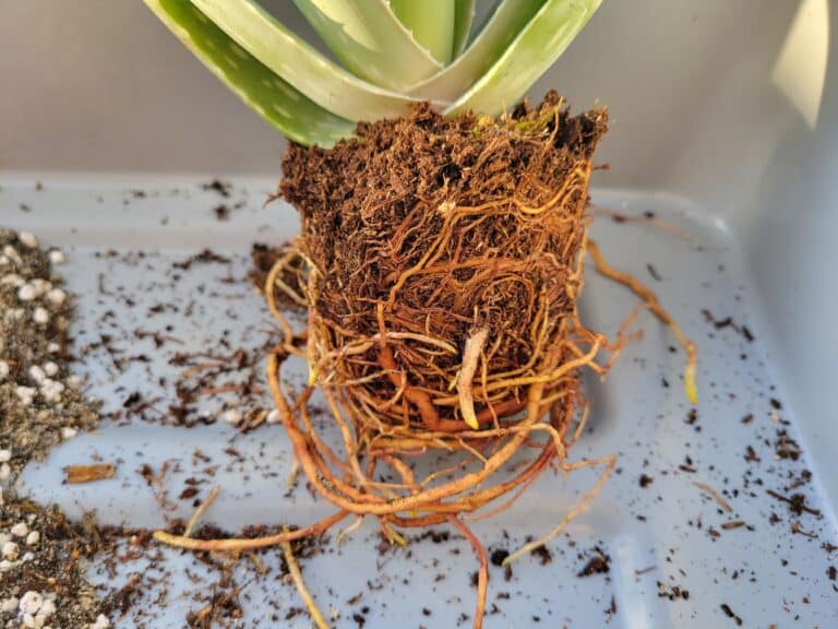 DIY Succulent Soil StepbyStep Guide (With Pictures)