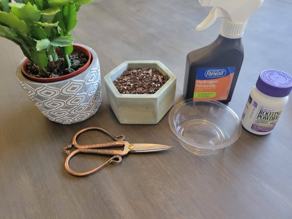 tools for christmas cactus propagation