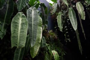 Anthurium Veitchii
