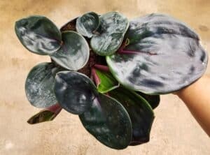 Beautiful dark leaves of Geogenanthus Ciliatus