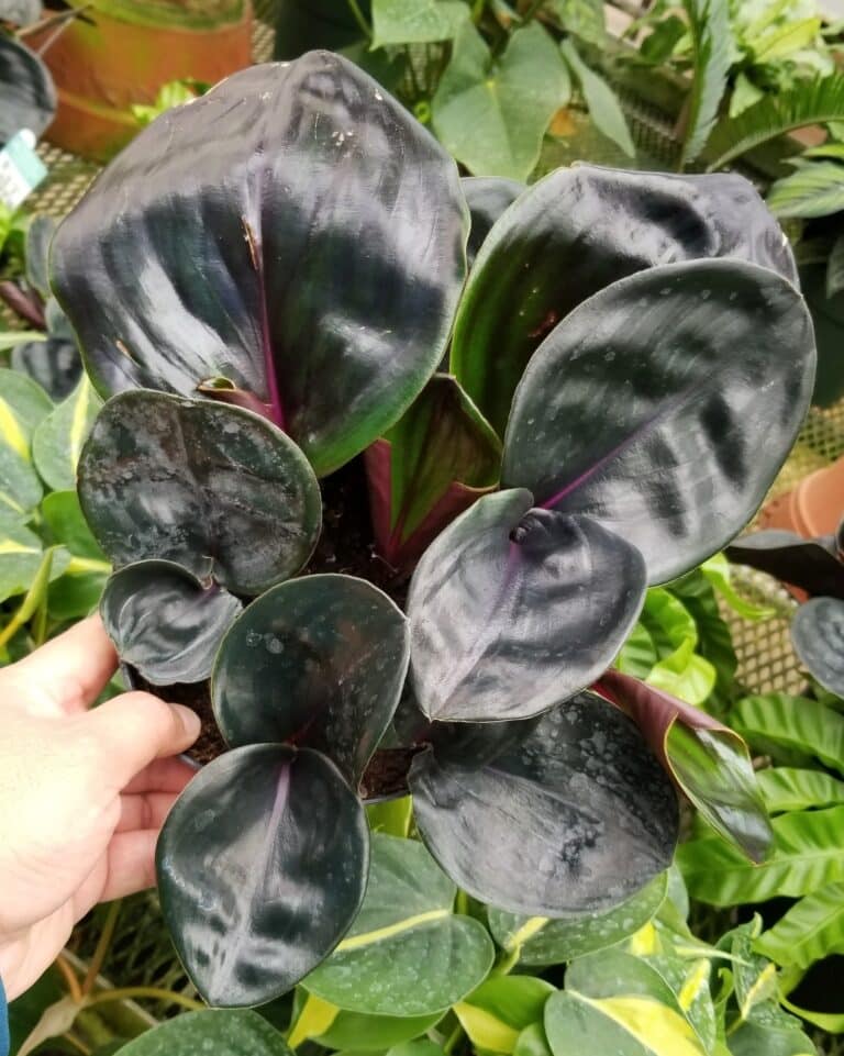 Geogenanthus Ciliatus Care Guide Just Houseplants Geogenanthus ciliatus care guide just houseplants