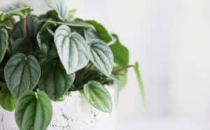 Peperomia Frost