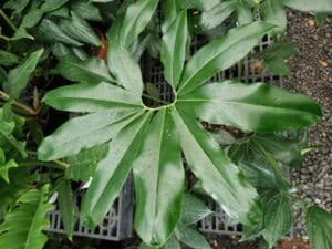 Philodendron Goeldii leaf