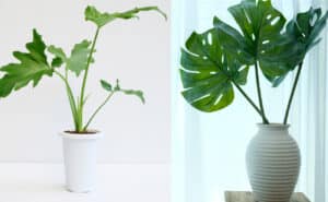 Split Leaf Philodendron vs Monstera