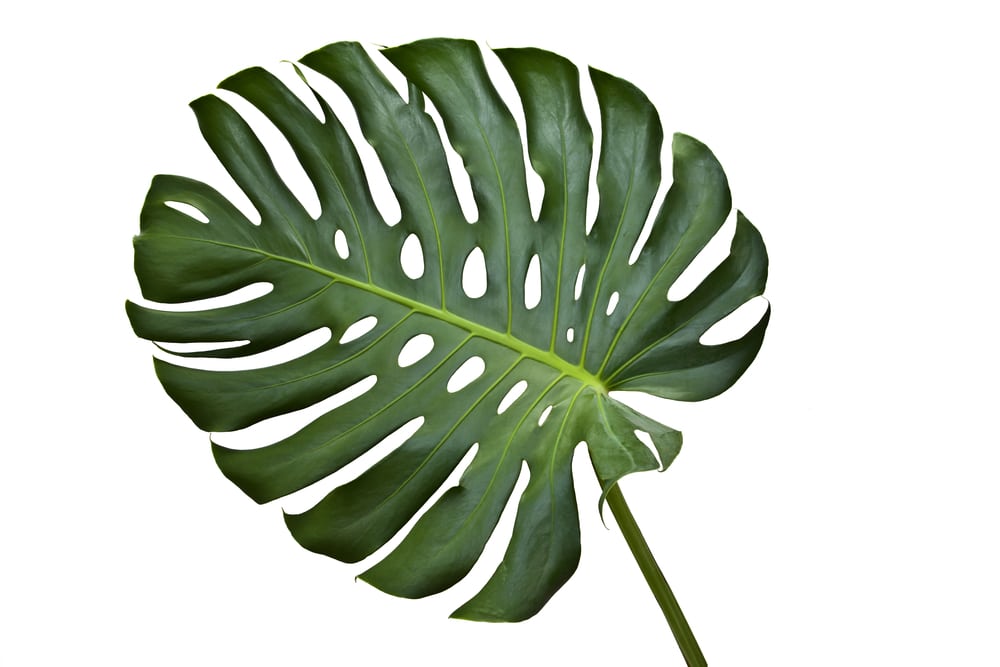 Monstera leaf