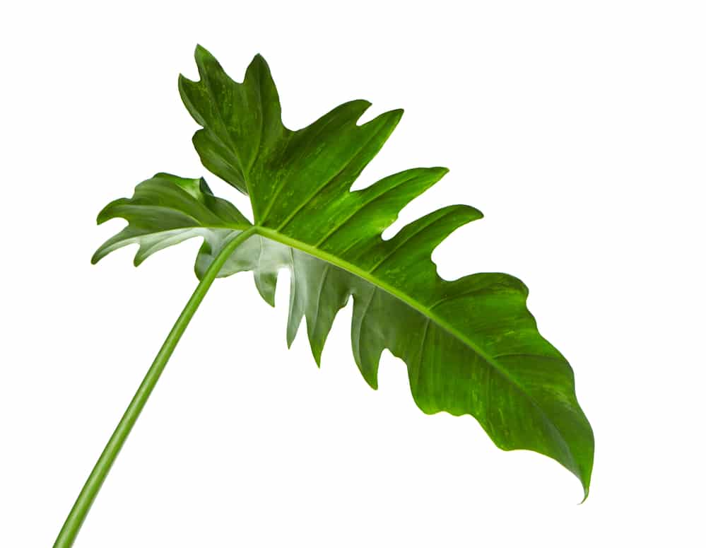 philodendron selloum leaf