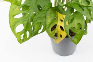 monstera leaves turning yellow