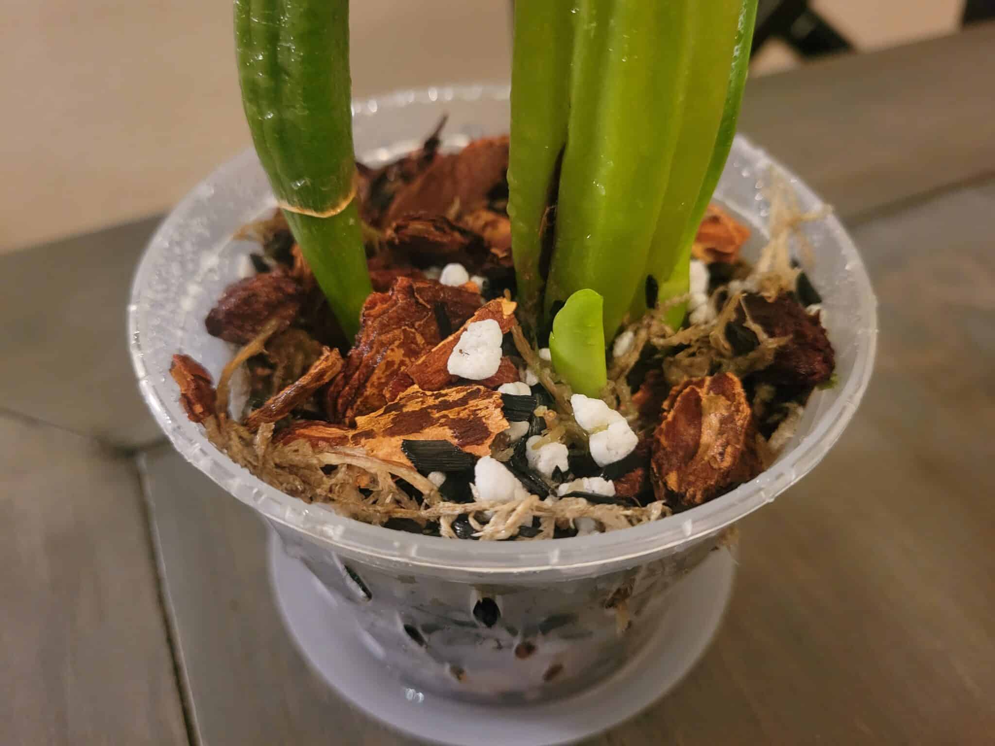 DIY Orchid Potting Mix Recipe StepbyStep Guide Just Houseplants