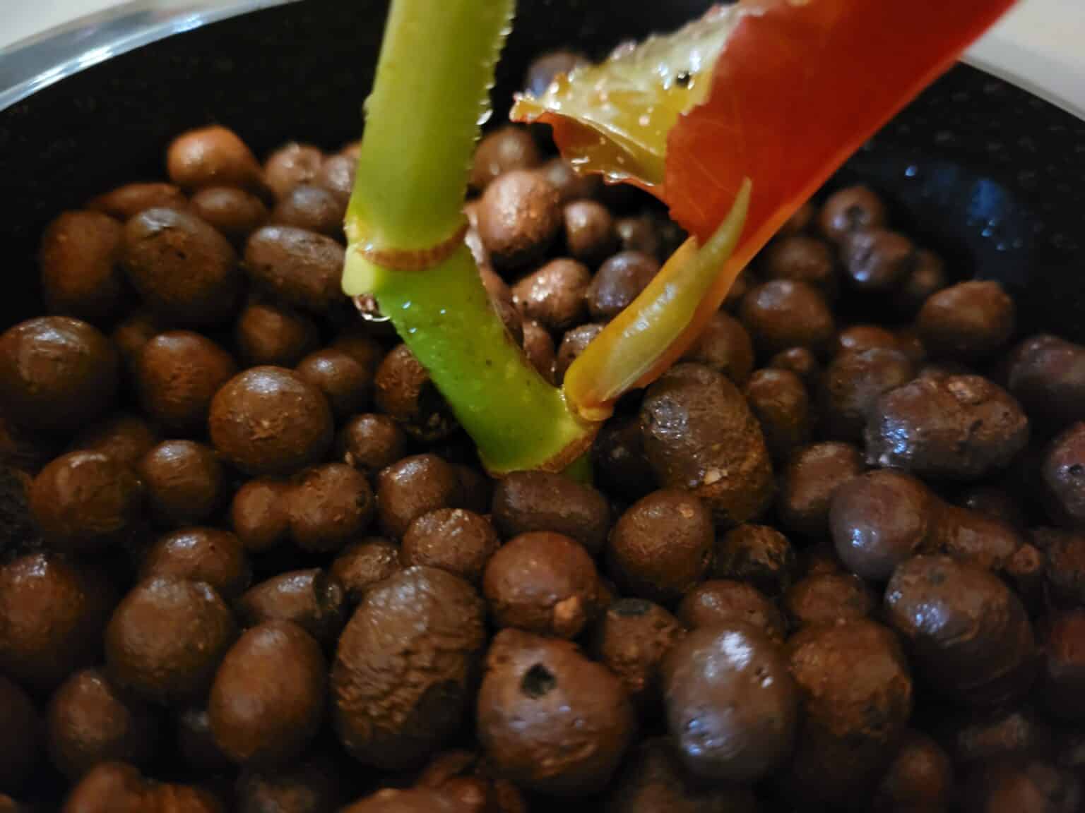 How to Use Clay Pebbles for Houseplants Just Houseplants