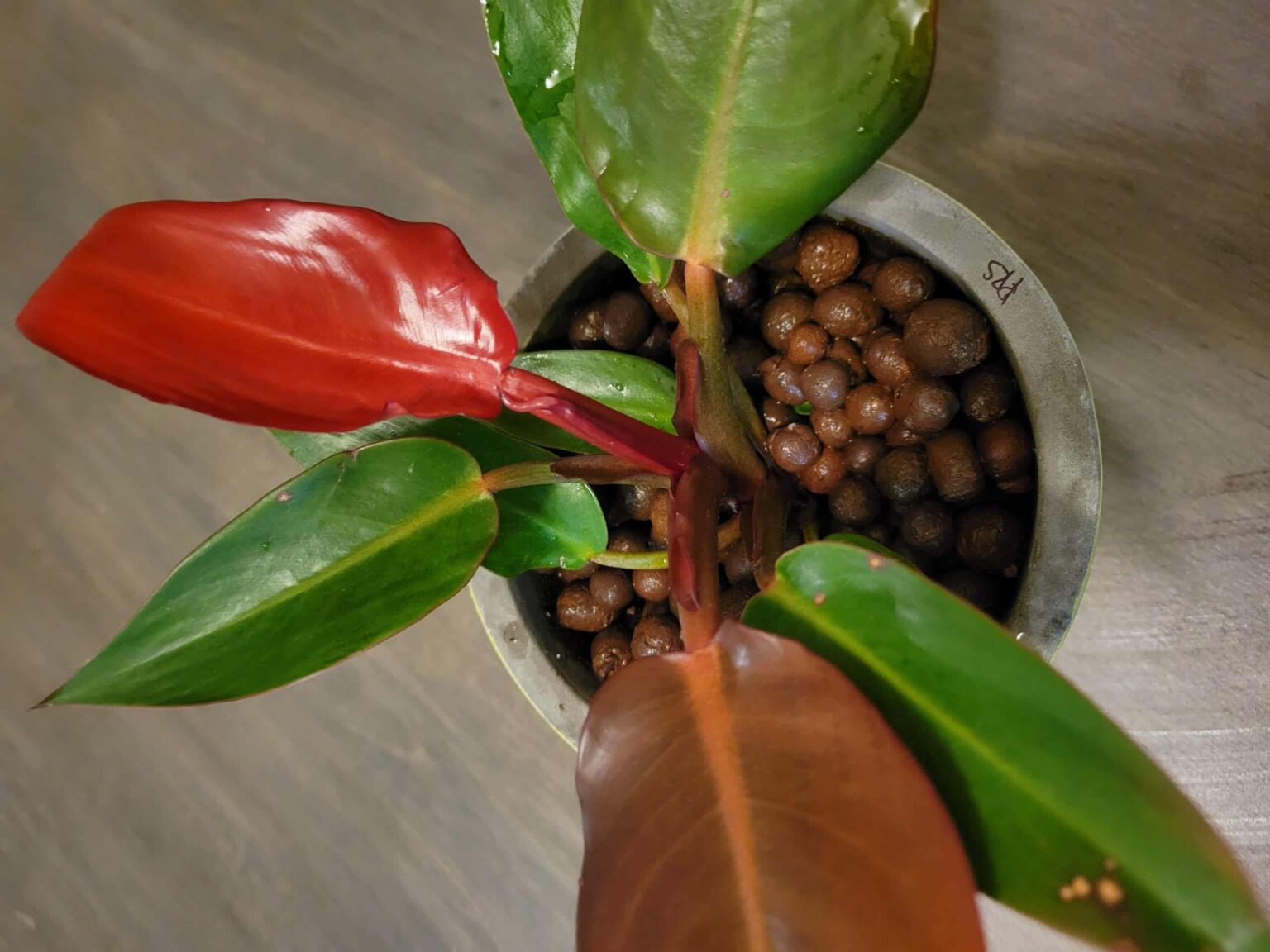 How to Use Clay Pebbles for Houseplants Just Houseplants