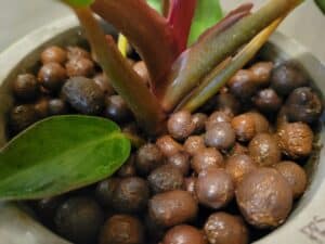 clay pebbles for houseplants