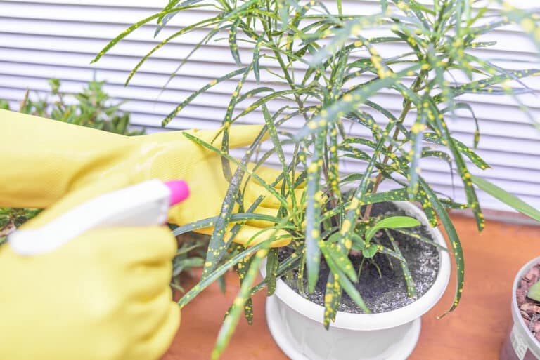 How to Use Hydrogen Peroxide for Houseplants (StepbyStep)