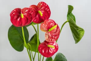 Anthurium andraeanum
