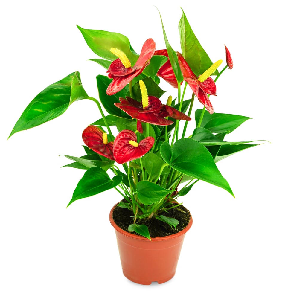 Anthurium andraeanum