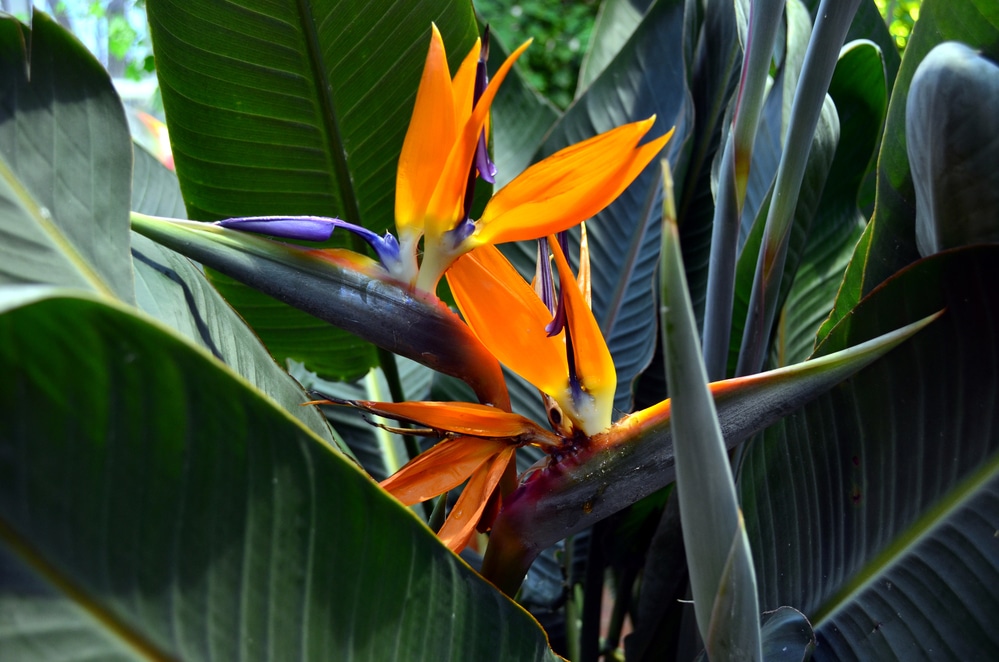 Bird of Paradise plant indoors