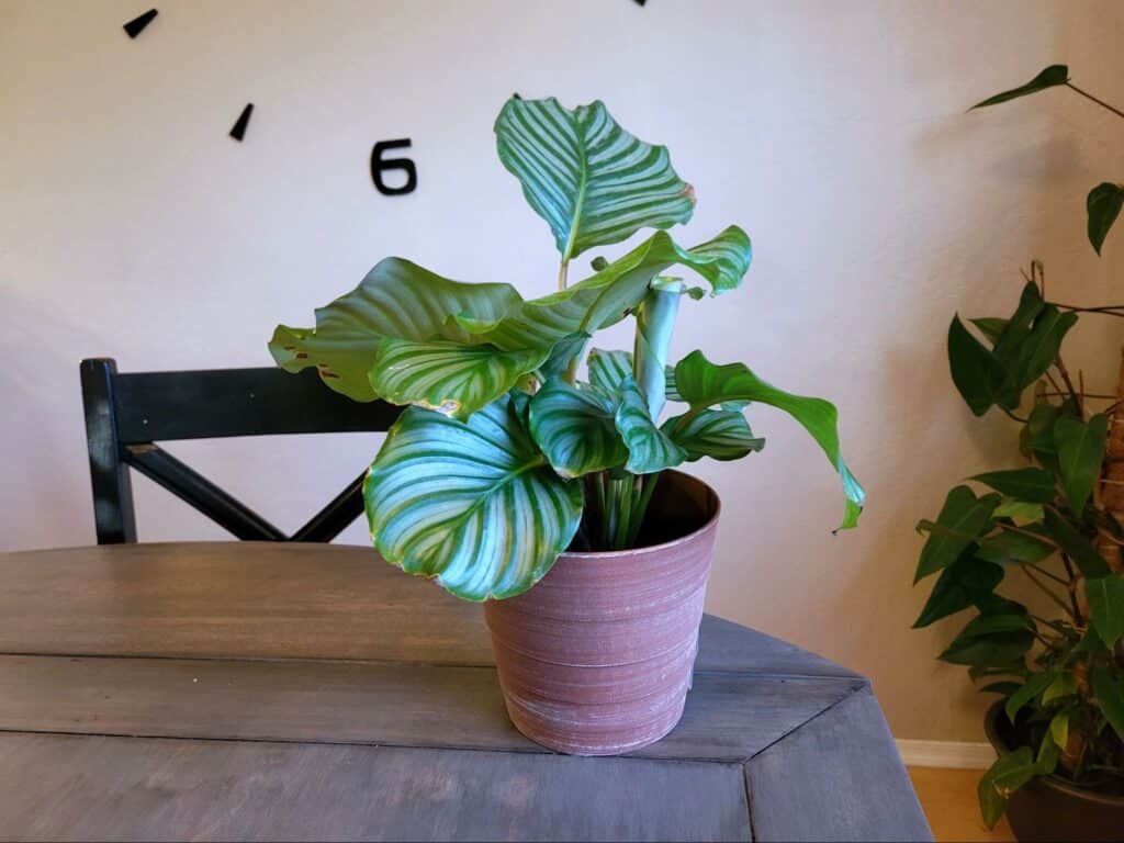 Calathea Orbifolia plant