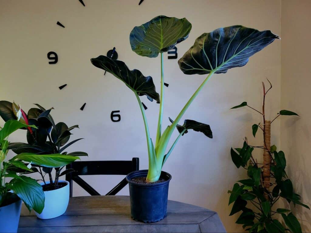 Colocasia (Elephant Ear) plant