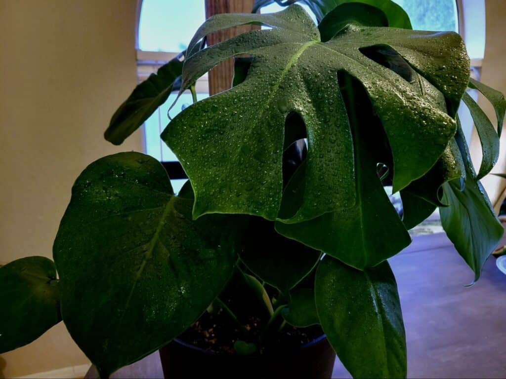 Monstera Deliciosa plant