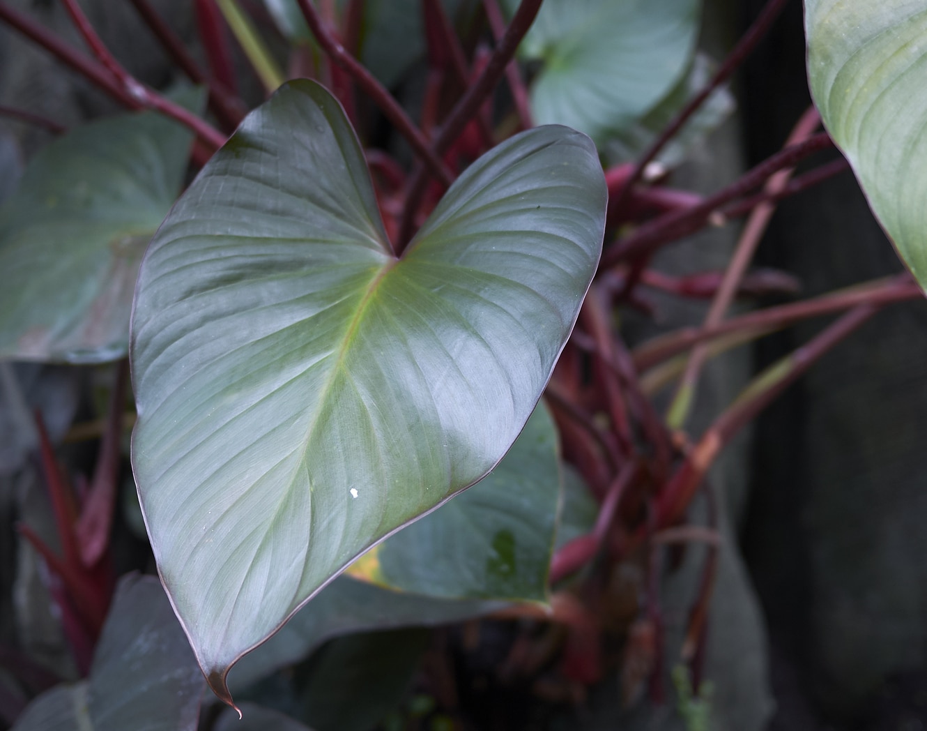 Philodendron Erubescens (Blushing Philodendron)