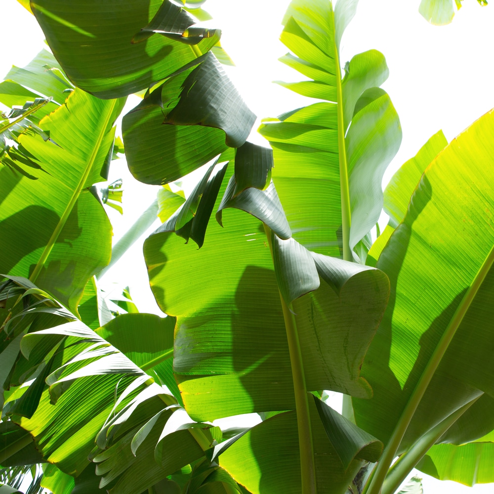 banana tree leaves