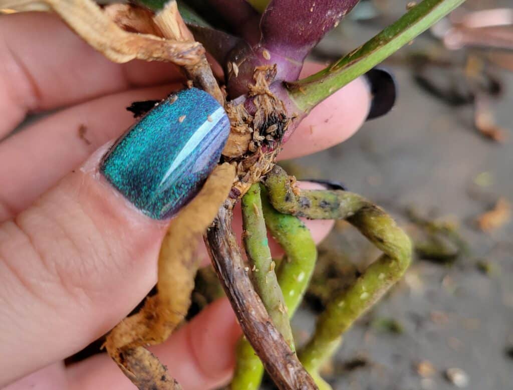 checking orchid soil