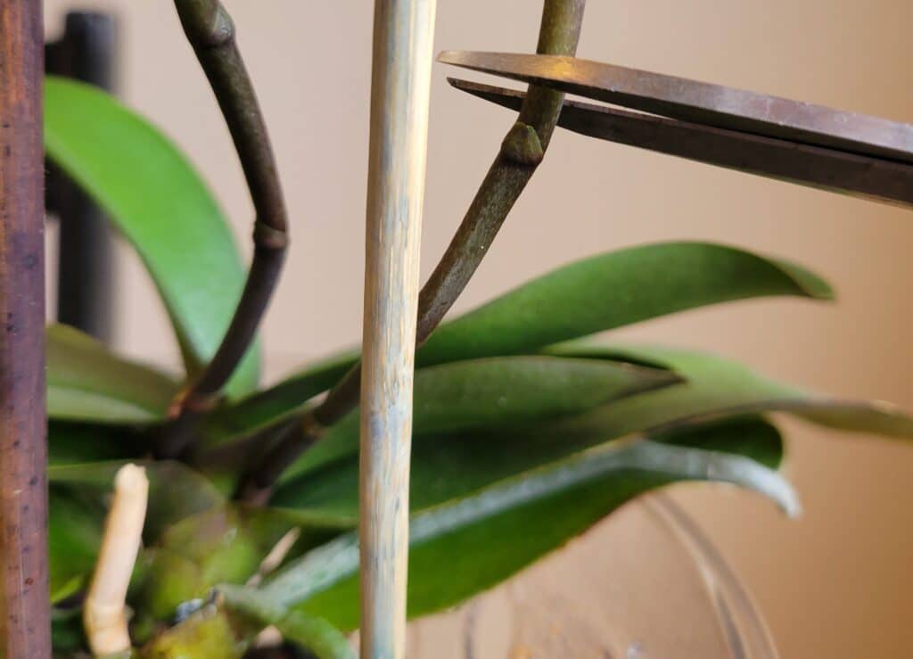 cut orchid flower spike