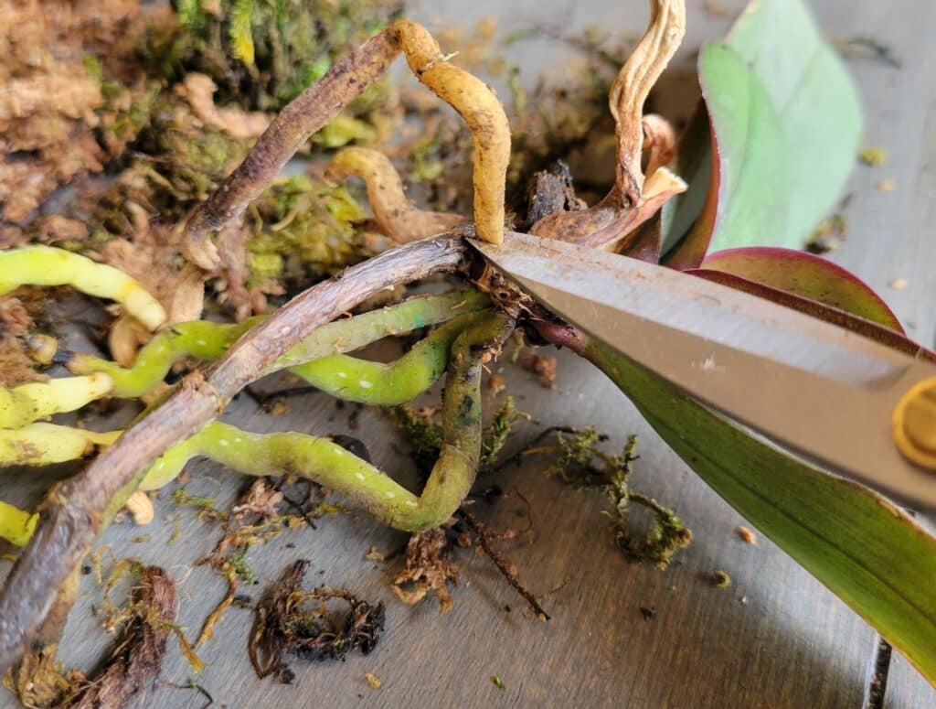 cutting orchid dead roots