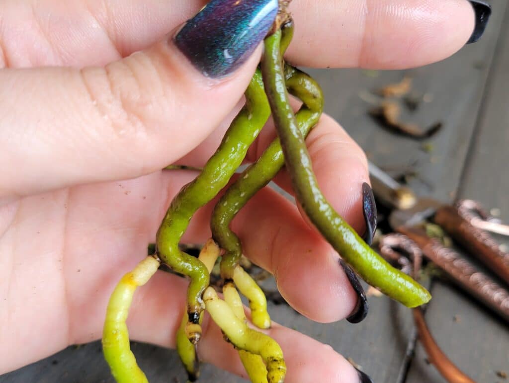 healthy orchid roots