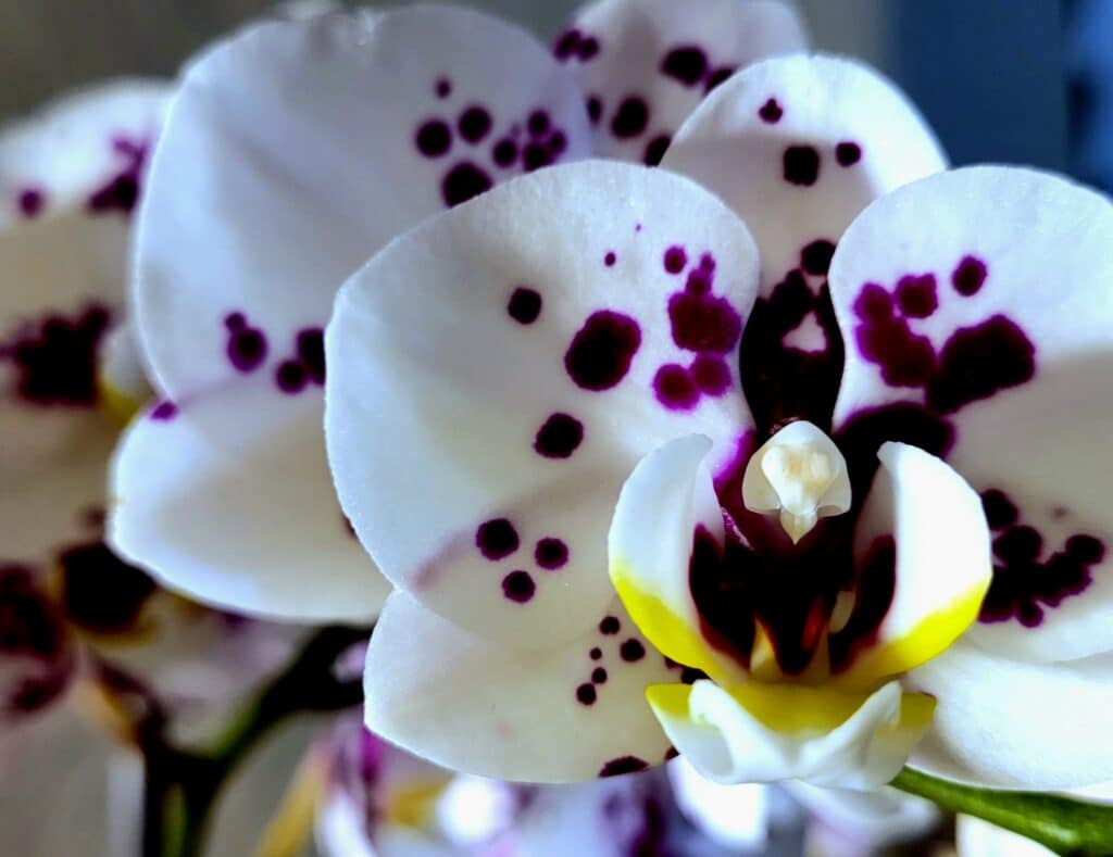 How to Get Your Orchid to Rebloom (StepbyStep)