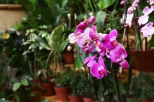 orchid leaves drooping