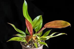 prince of orange plant