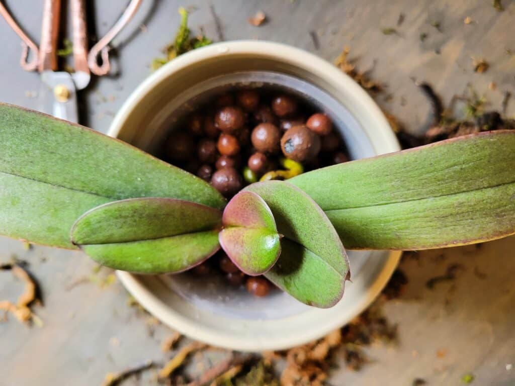 proper orchid care matters