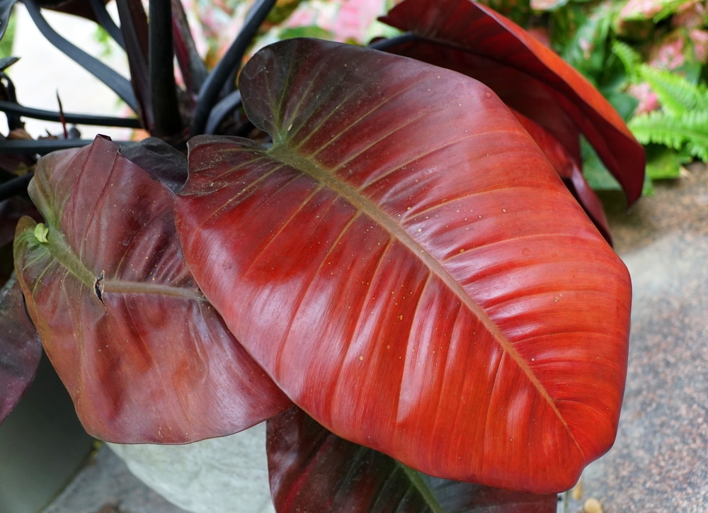 Red leaves of Philodendron Black Cardinal