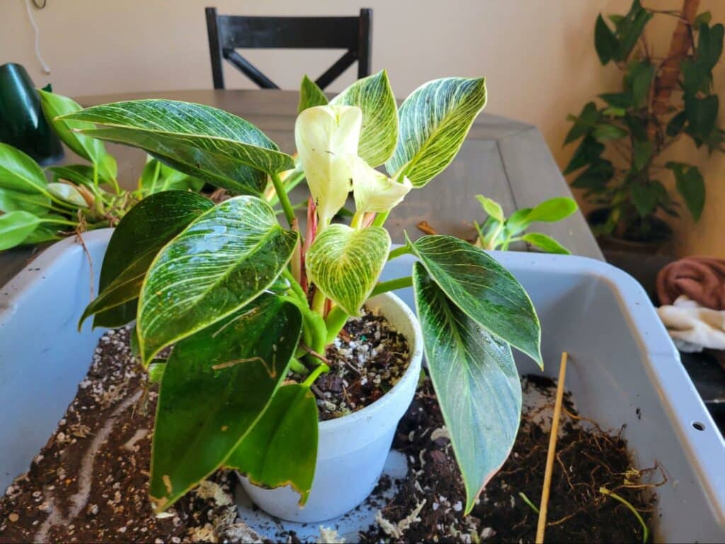 Philodendron in new pot