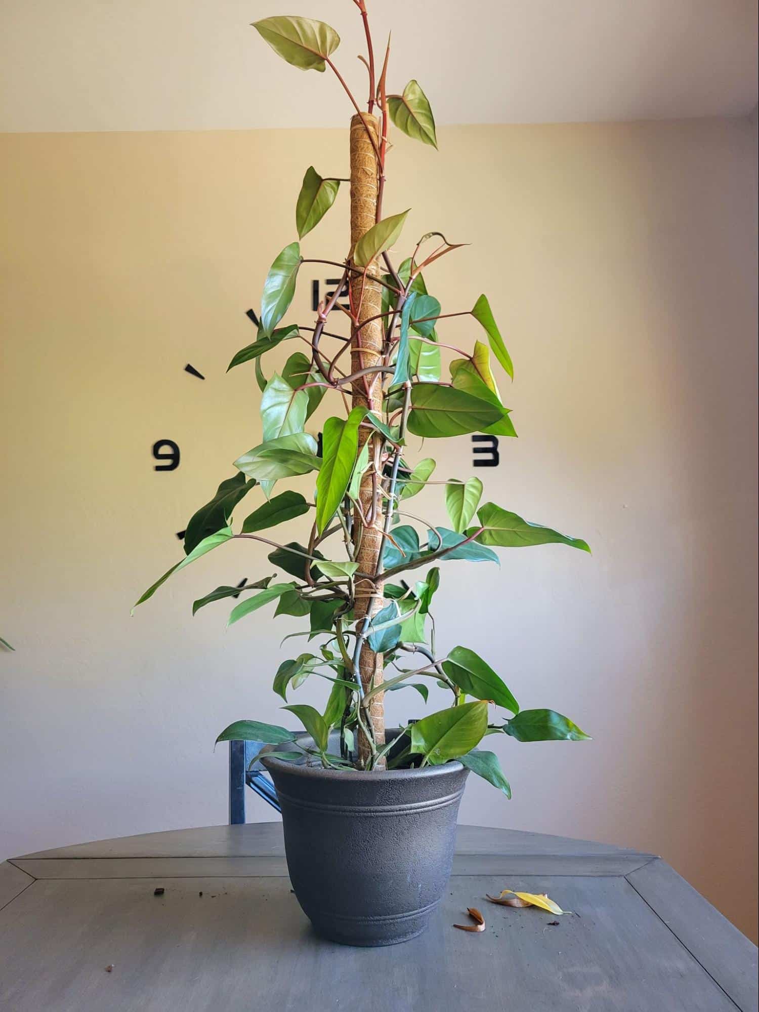 How to Use Moss Poles for Houseplants (With Pictures)