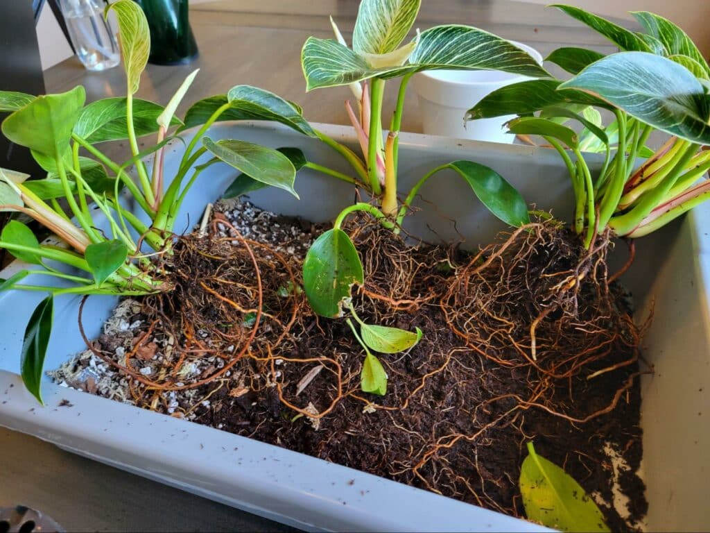 dividing Philodendron