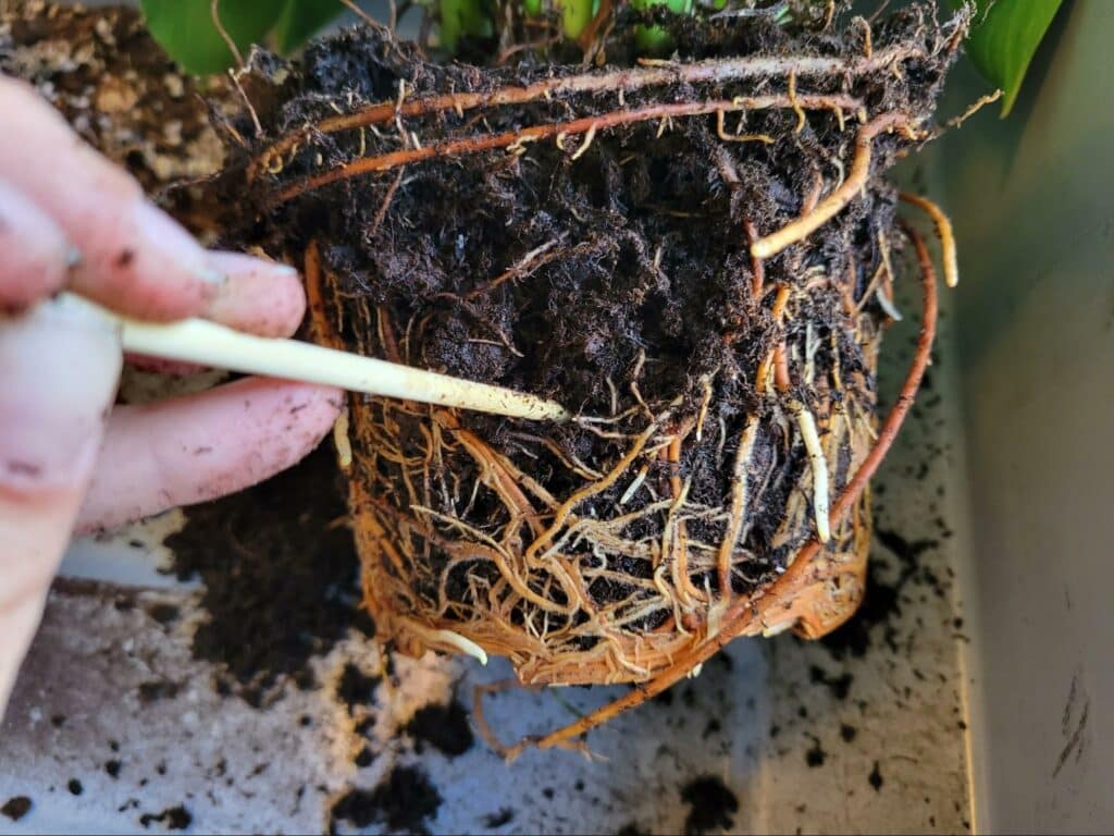 loosening roots of Philodendron