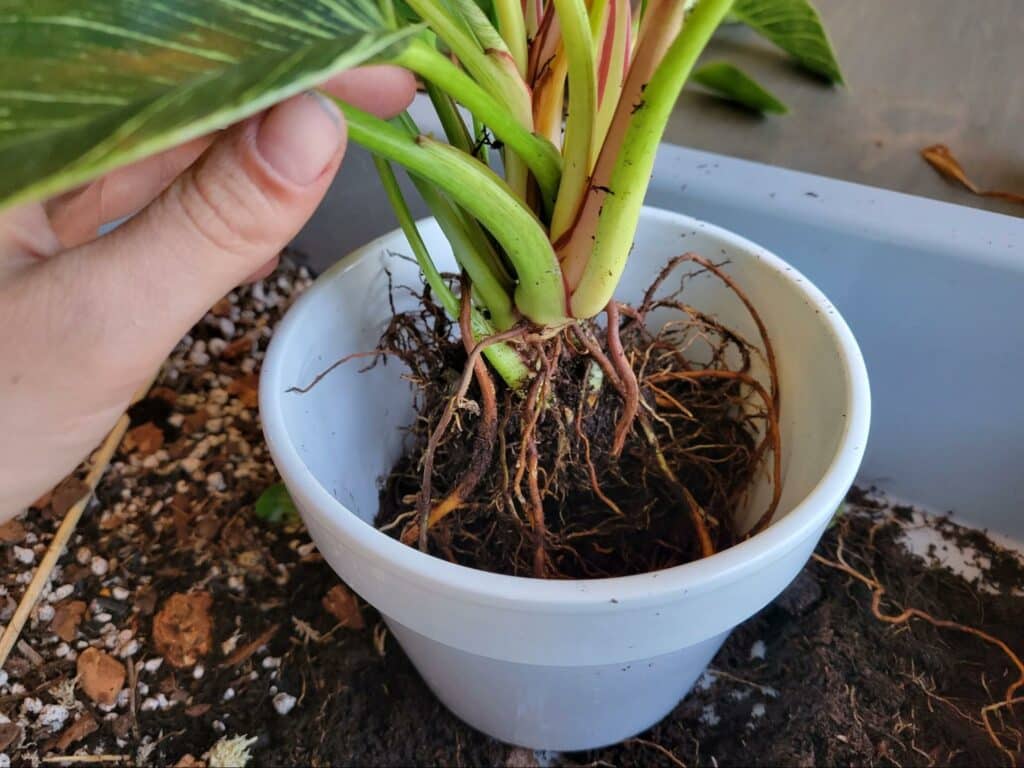 re-potting Philodendron