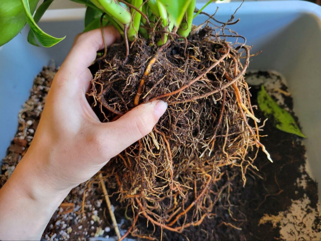 repotting Philodendron loosen roots