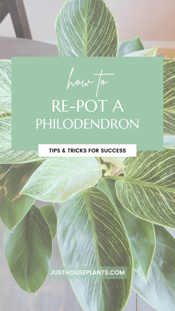 repotting repotting Philodendron pinterest