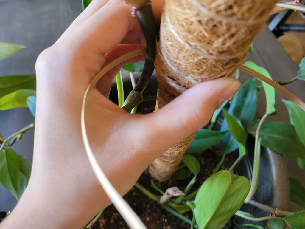 securing houseplant vines to moss pole