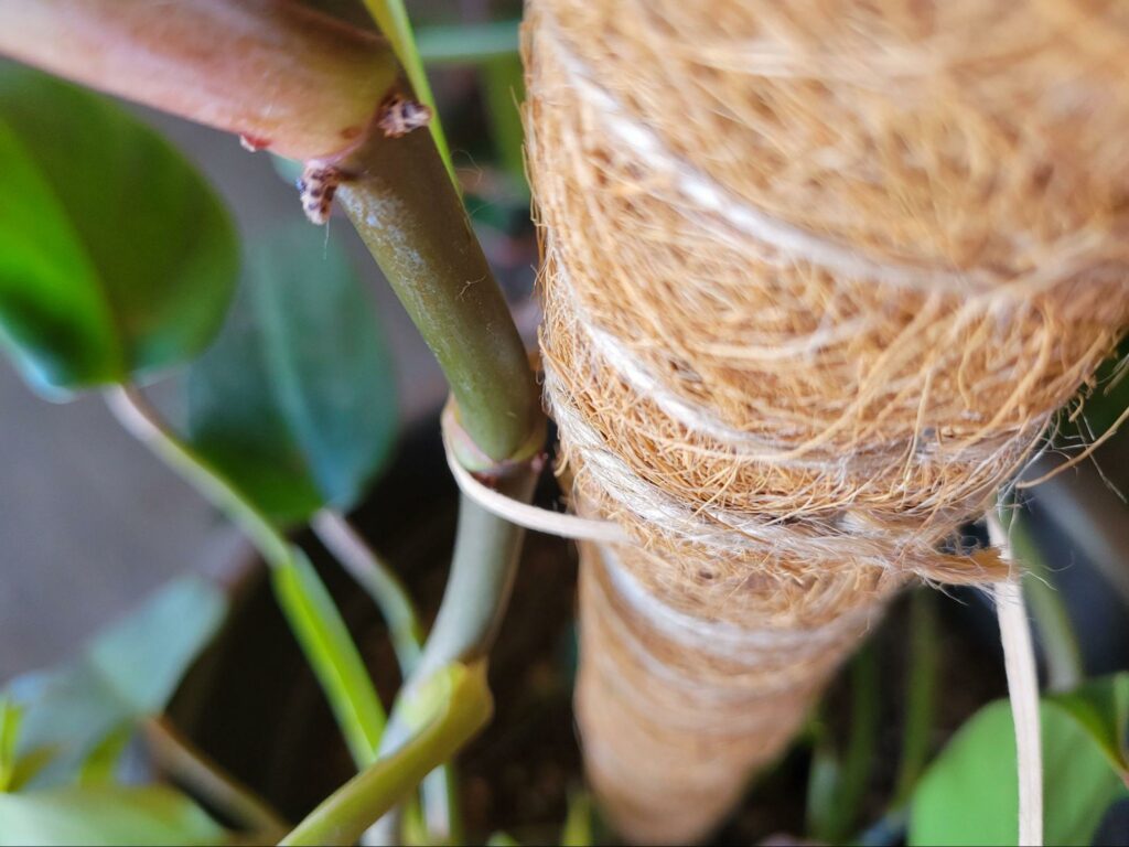 securing houseplant vines to moss pole