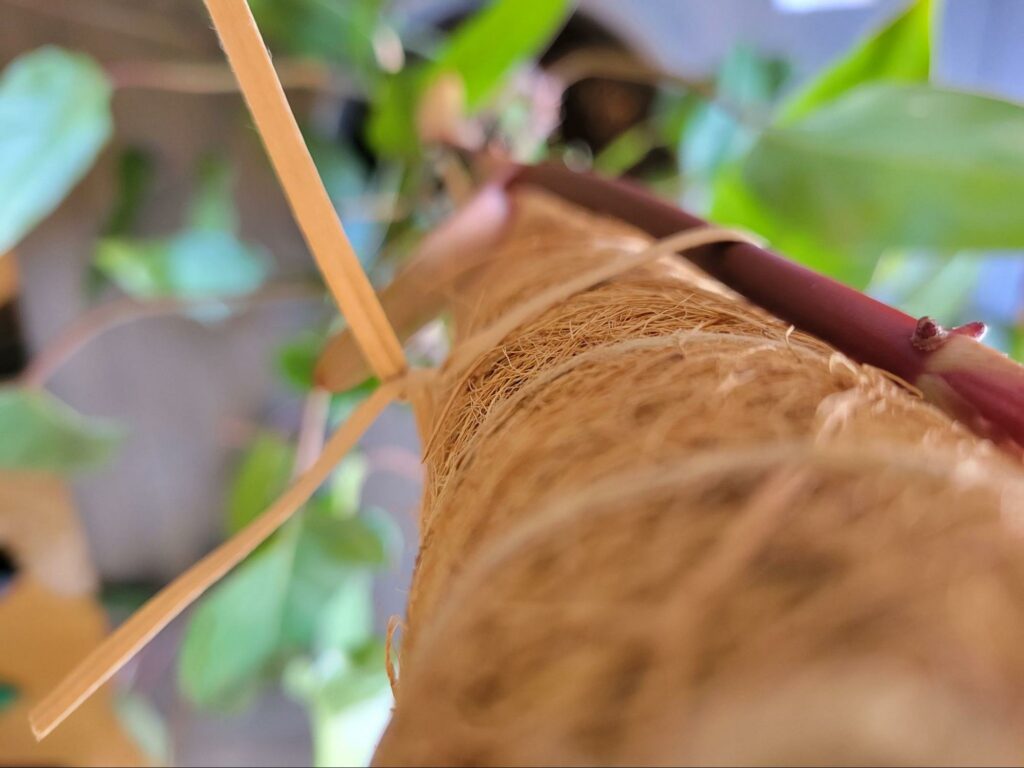 securing plant vines to moss pole