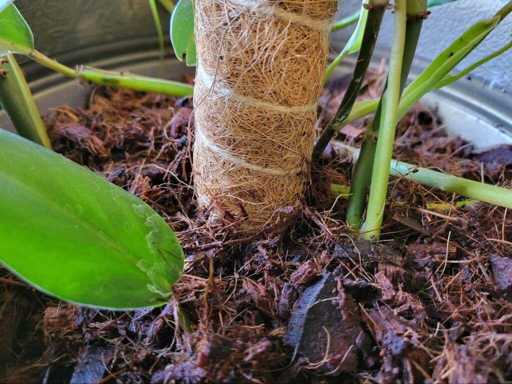 shaking houseplant vines