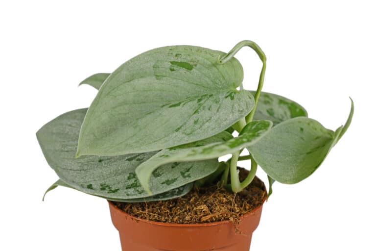 Scindapsus Pictus ‘Silvery Ann’ Care Guide (2023)