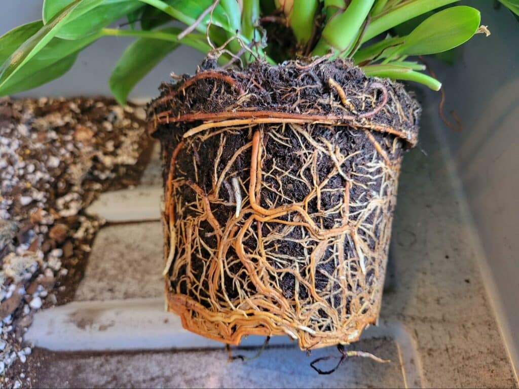 unpotting Philodendron